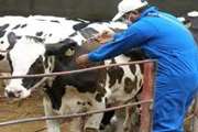 پوشش واکسیناسیون رایگان 7000 گاو و گوساله علیه بیماری سیاه زخم در شهرستان قوچان